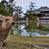 古都奈良の春・鹿さんもお出迎え・・。