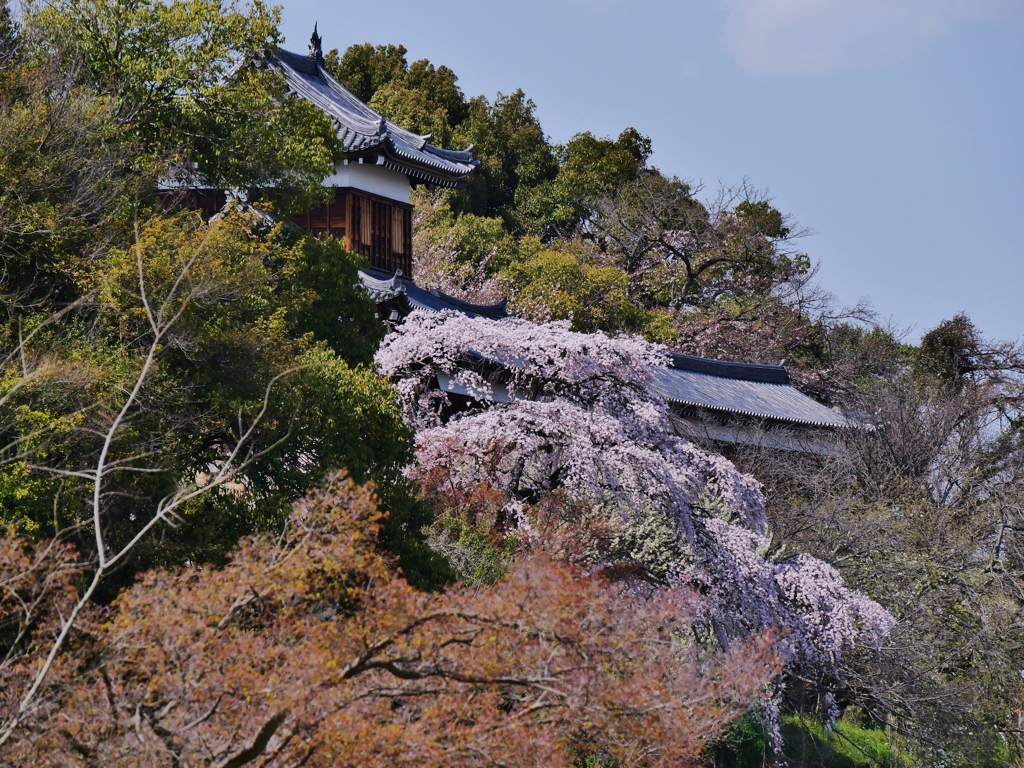 大和郡山城址の枝垂れ桜 3