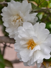 白い山茶花2