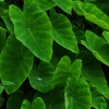 葉 1