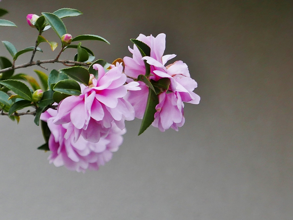 山茶花が咲きました。1