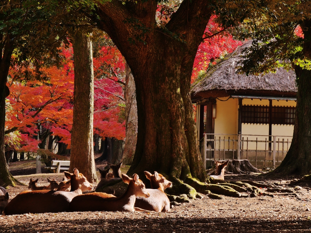 奈良公園の紅葉