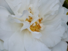白い山茶花1