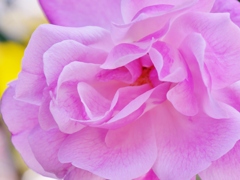 冬の薔薇 2