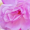 冬の薔薇 2