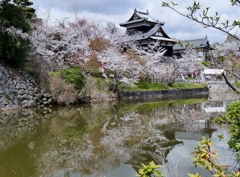 大和郡山城址の桜2