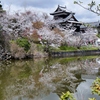 大和郡山城址の桜2