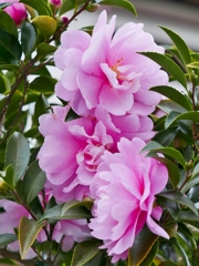 山茶花が咲きました。3