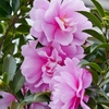 山茶花が咲きました。3