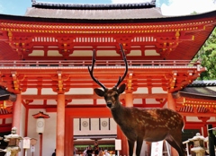 神鹿1