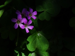 ムラサキカタバミの花