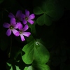 ムラサキカタバミの花