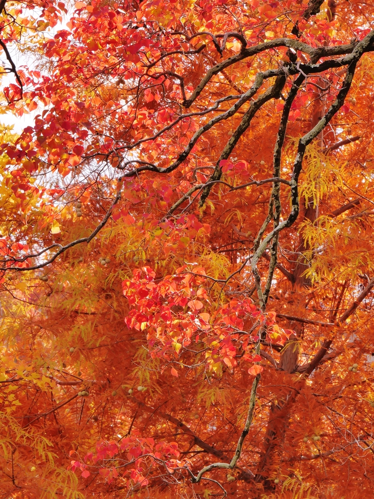 遊園地跡の紅葉4