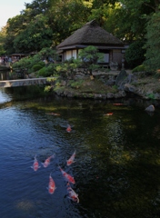 岡山後楽園の鯉たち2