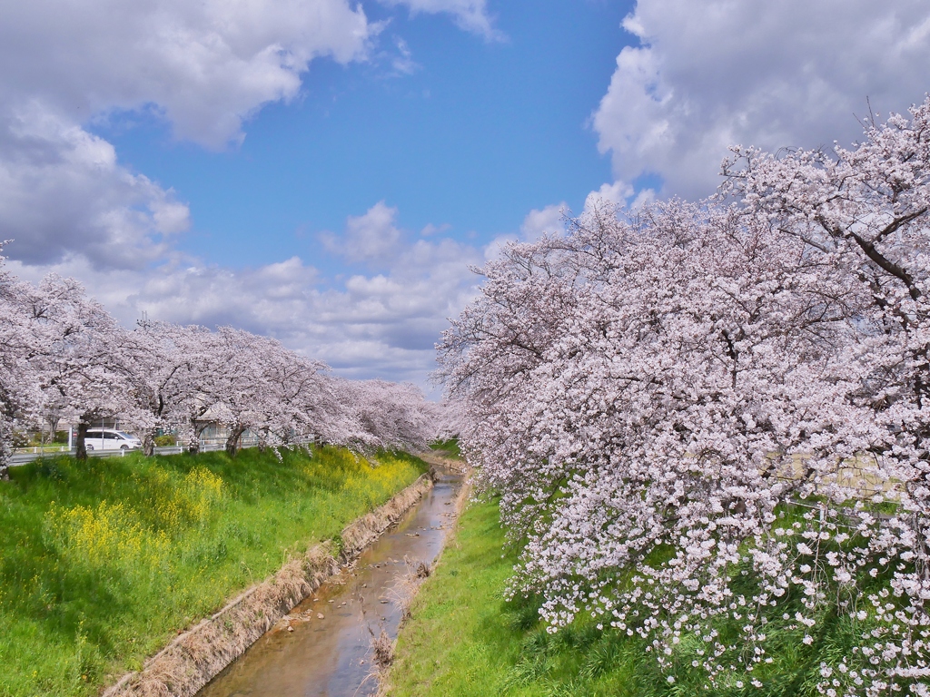 佐保川堤の桜