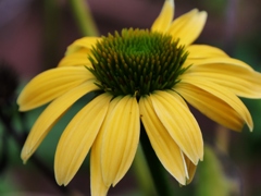 花1