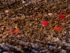 清流の紅葉 2