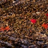 清流の紅葉 2