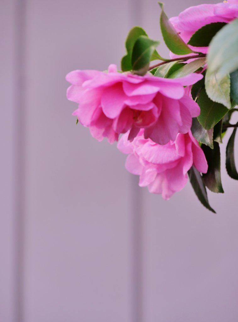 ピンクの山茶花