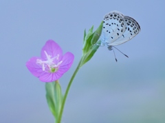 花と蝶