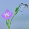 花と蝶