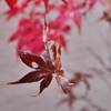 蜘蛛の悪戯・・。4