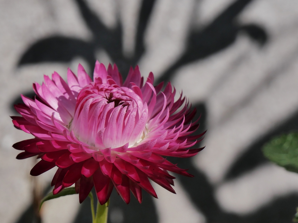 冬に咲く赤い花