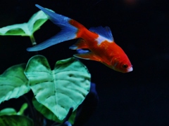 金魚 3