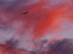 夕焼け雲と鳥と・・。