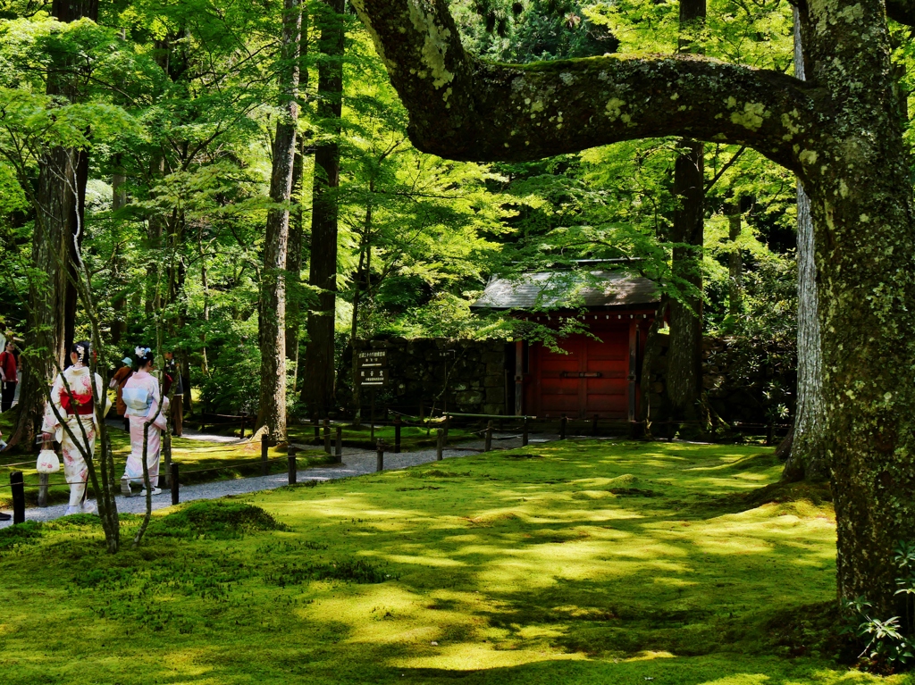 初夏の三千院