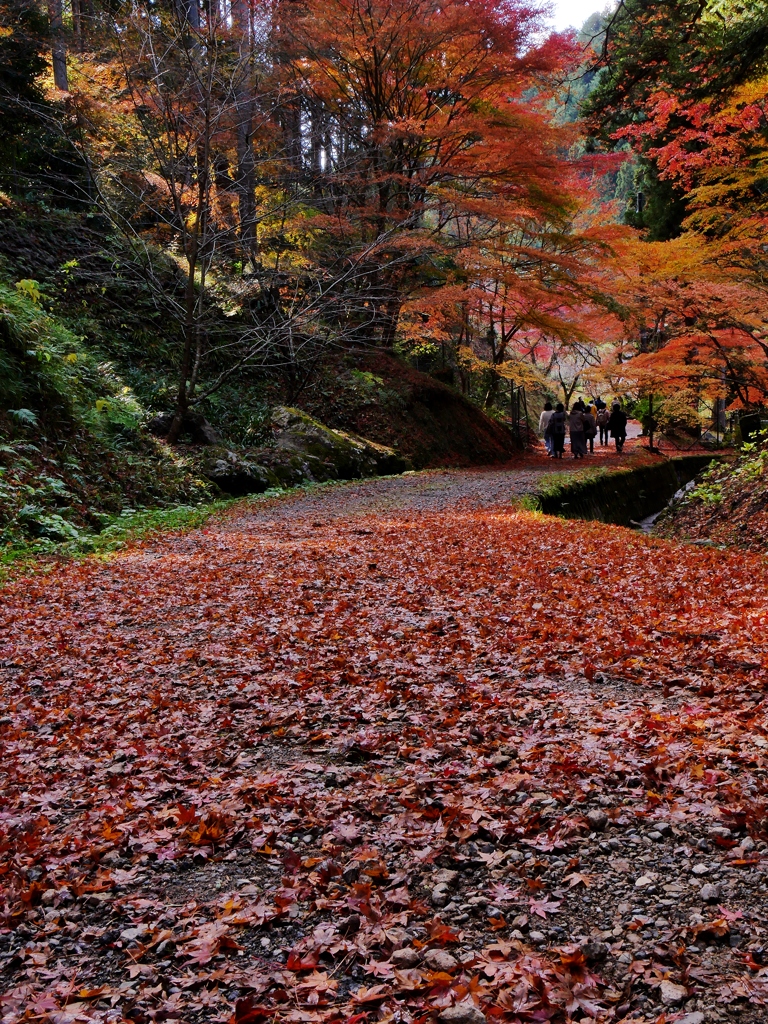 丹波篠山・高蔵寺落葉