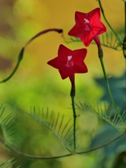 紅く咲く