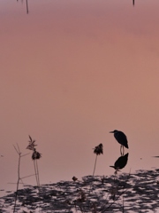 朝焼けに・・。