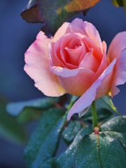 秋の薔薇