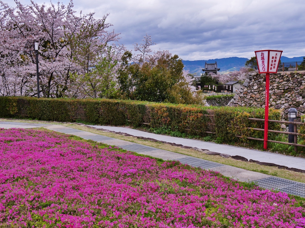 お城の桜 1