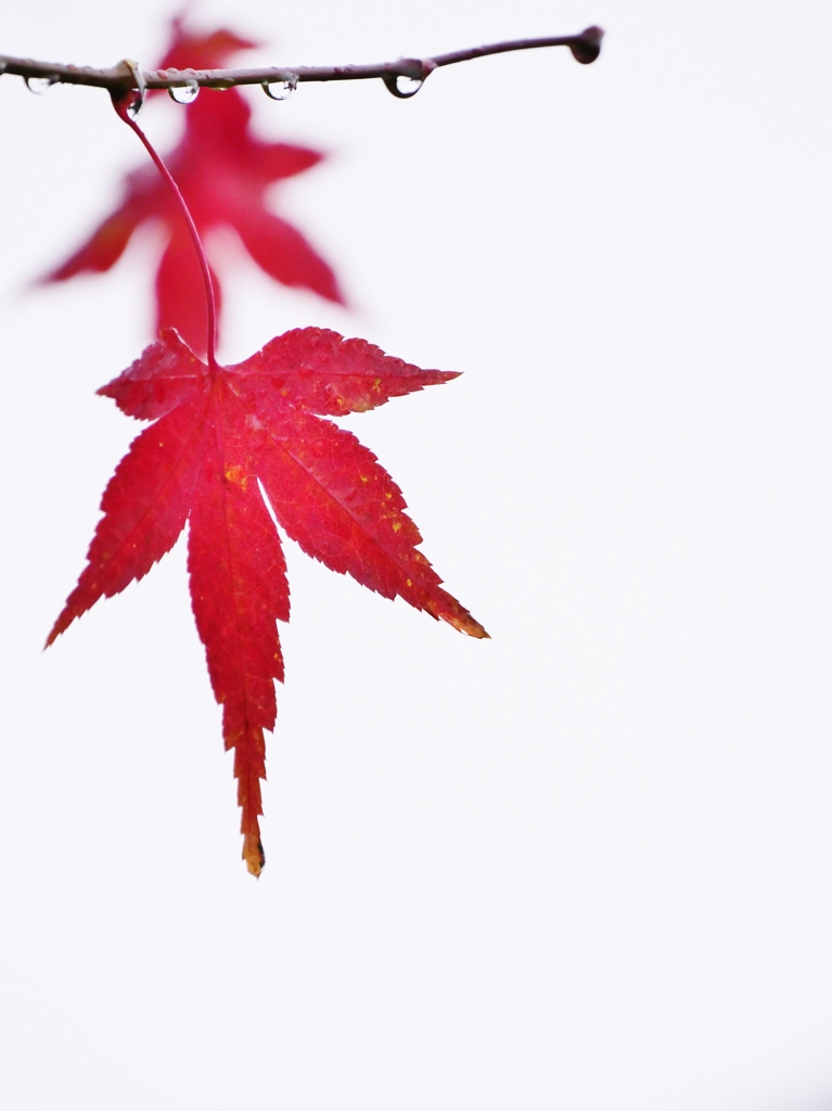 雨の日の紅葉 3