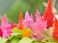 colorful