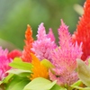 colorful