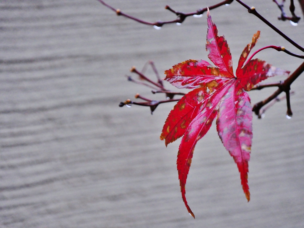 雨の日の紅葉 1