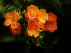 情熱の花・・。