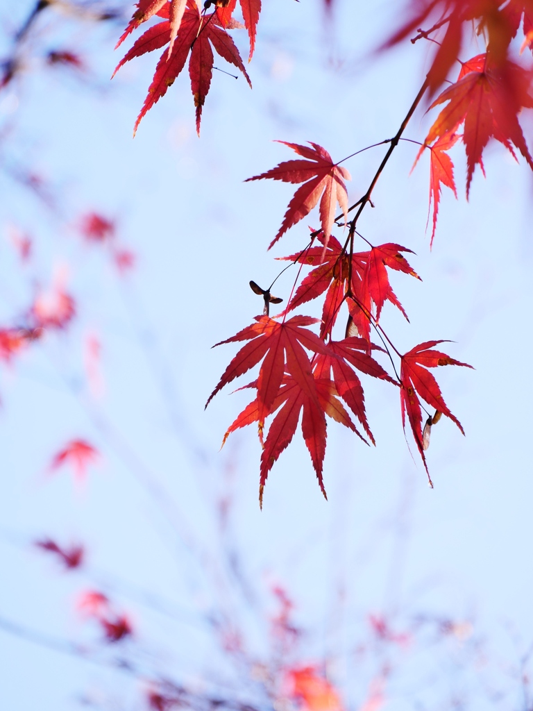 初冬の紅葉 1