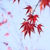 初冬の紅葉 1