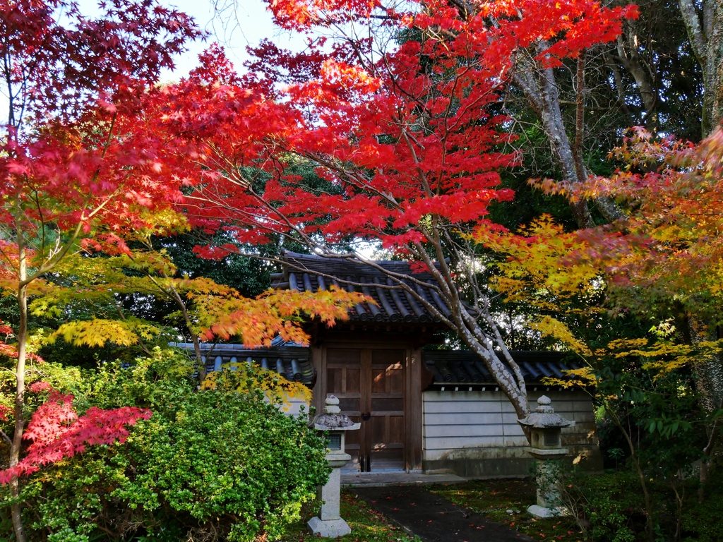 秋篠寺紅葉 2