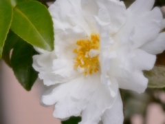 白い山茶花2