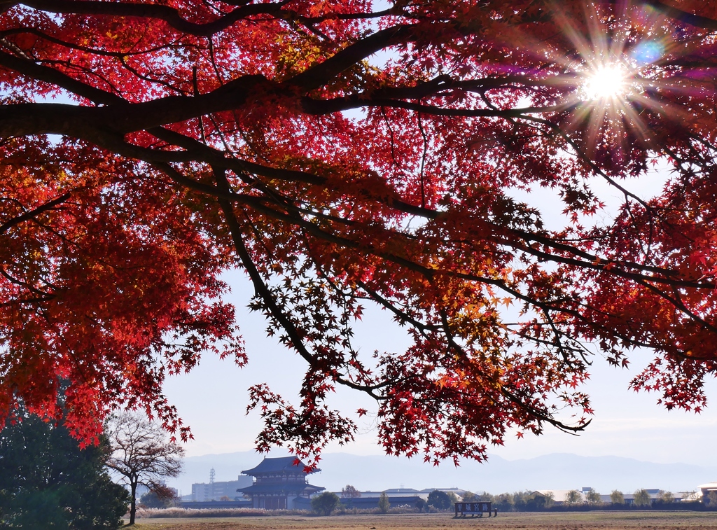 平城京紅葉2