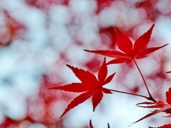 紅葉