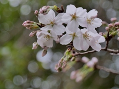近所の公園開花宣言