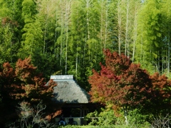 竹林と紅葉