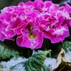 お花も雪の薄化粧
