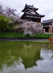 お城の桜 2